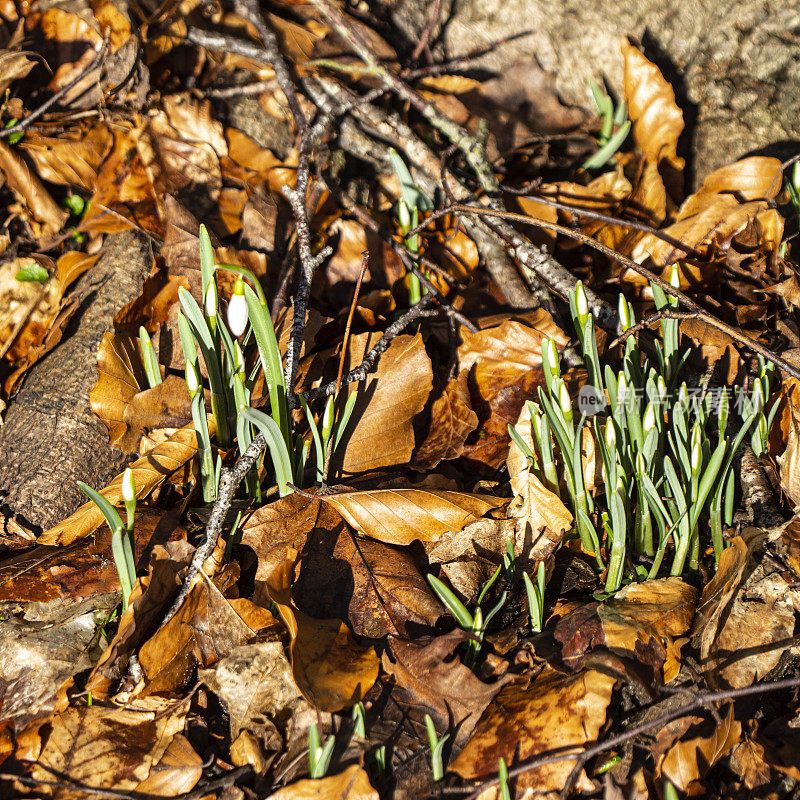 雪花莲- Galanthus -在森林地面上